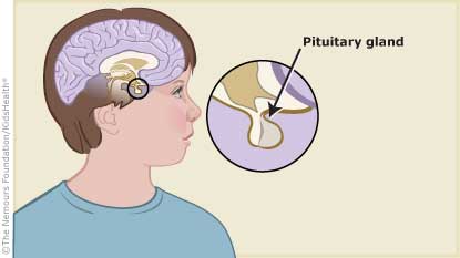 Pituitary gland