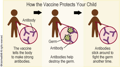 How the vaccine protects your child: The vaccine tells the body to make strong antibodies. Antibodies help destroy the germ. Antibodies stick around to help fight the germ another time.