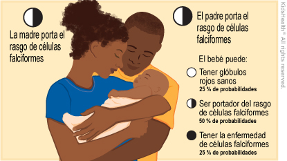 La madre porta el rasgo de celulas falciformes. El padre porta el rasgo de celulas falciformes. El bebe puede: Tener globulos rojos sanos  25% de probabilidades. Ser portador del rasgo de celulas falciformes, 50% de probabilidades. Tener la enfermedad de celulas falciformes, 25% de probabilidades.