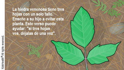 La hiedra venenosa tiene tres  hojas con un solo tallo.  Enseñe a su hijo a evitar esta  planta. Este verso puede  ayudar: 