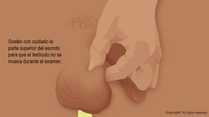 Una mano sostiene la parte superior del escroto usando el dedo pulgar y el índice.