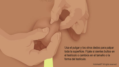El dedo pulgar y los otros dedos de la mano libre se deslizan a lo largo de la superficie del testículo.
